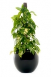 Pothos